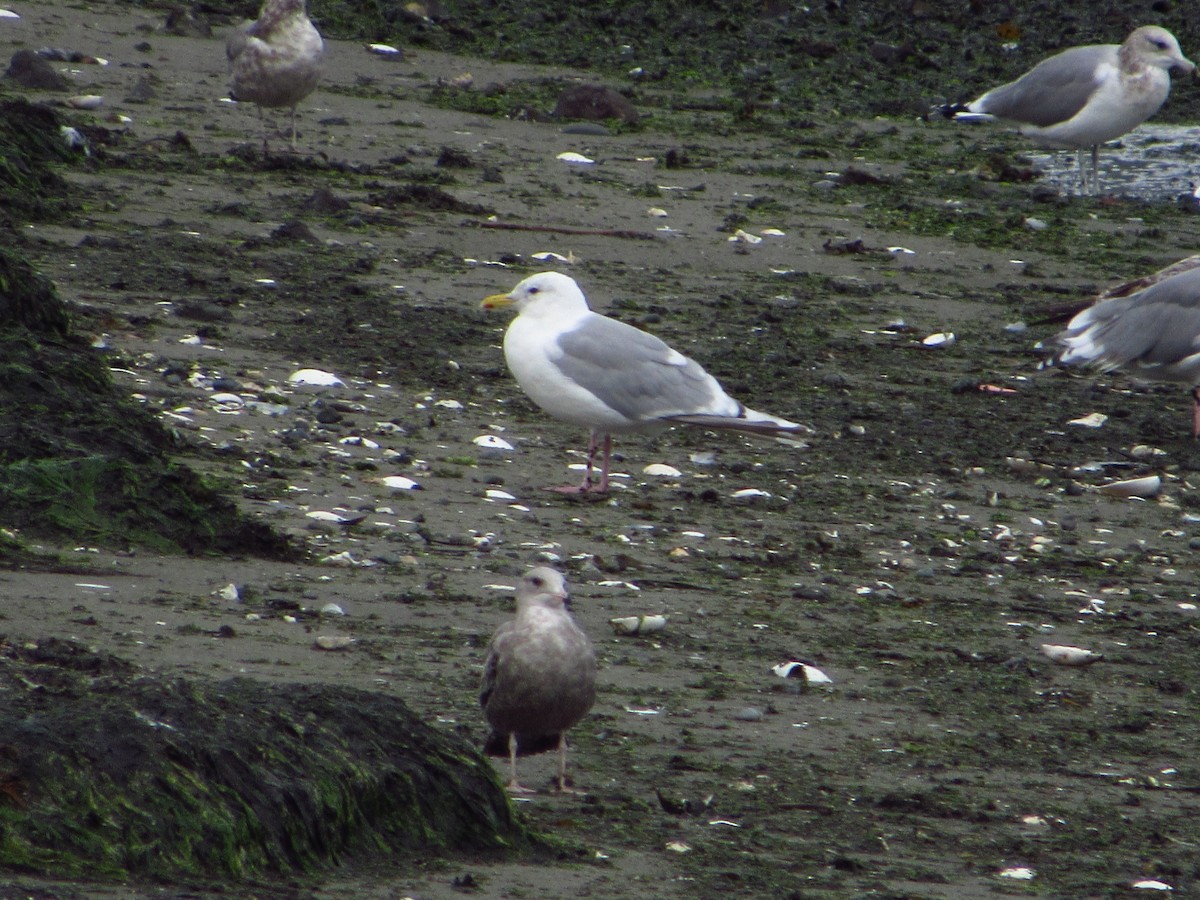 Iceland Gull (Thayer's) - ML642848866