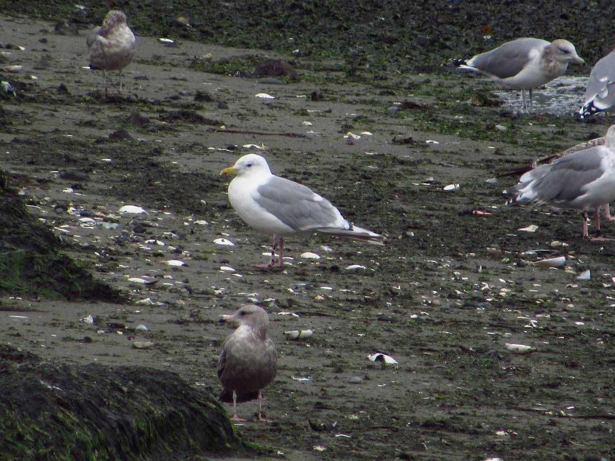 Iceland Gull (Thayer's) - ML642848867