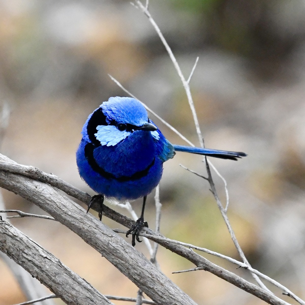 Splendid Fairywren - ML642848868