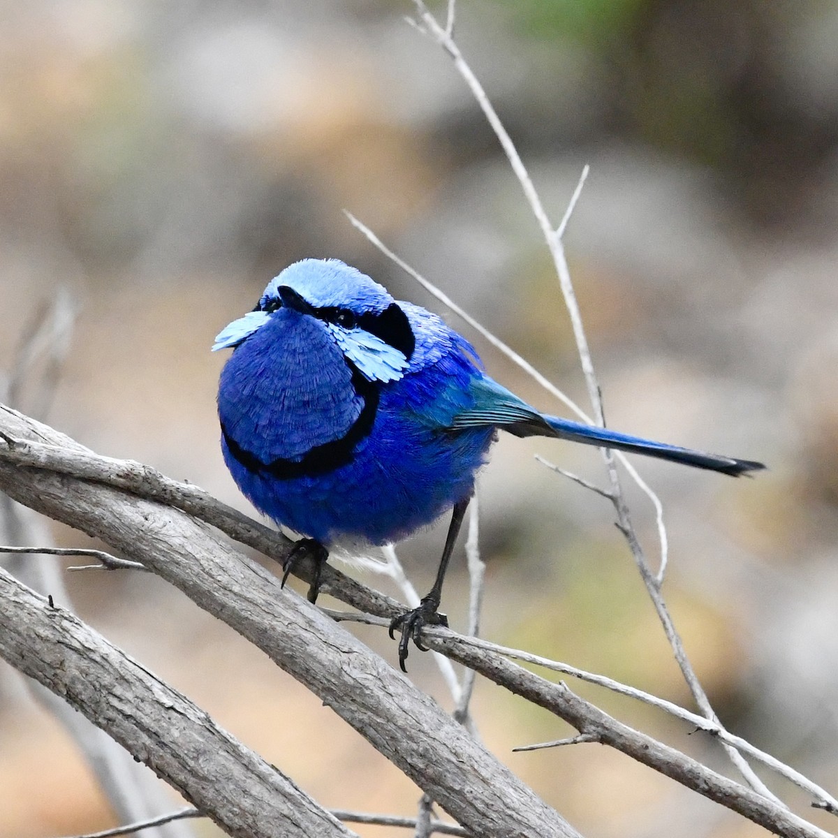 Splendid Fairywren - ML642848869
