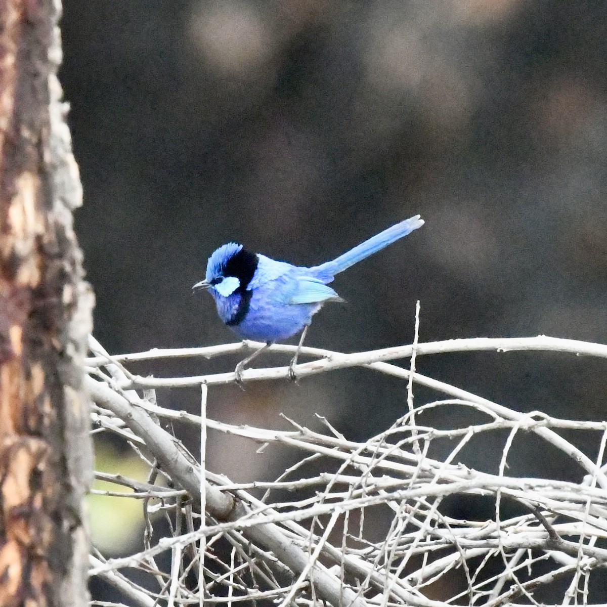 Splendid Fairywren - ML642848870