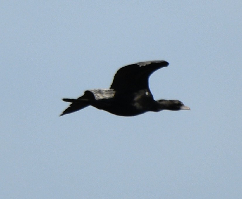 Cormorán de Java - ML642848877