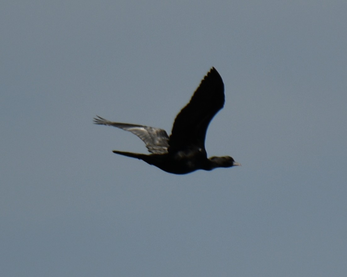 Cormorán de Java - ML642848878
