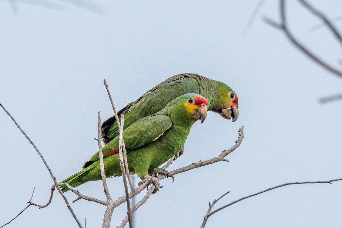 Amazona Frentirroja - ML642848888