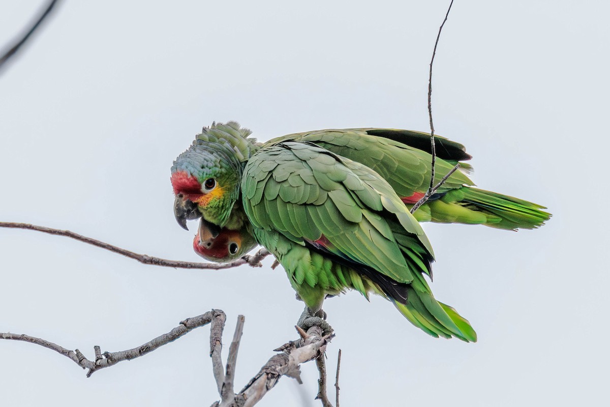 Amazona Frentirroja - ML642848889
