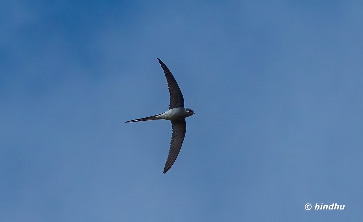 Crested Treeswift - ML642848900