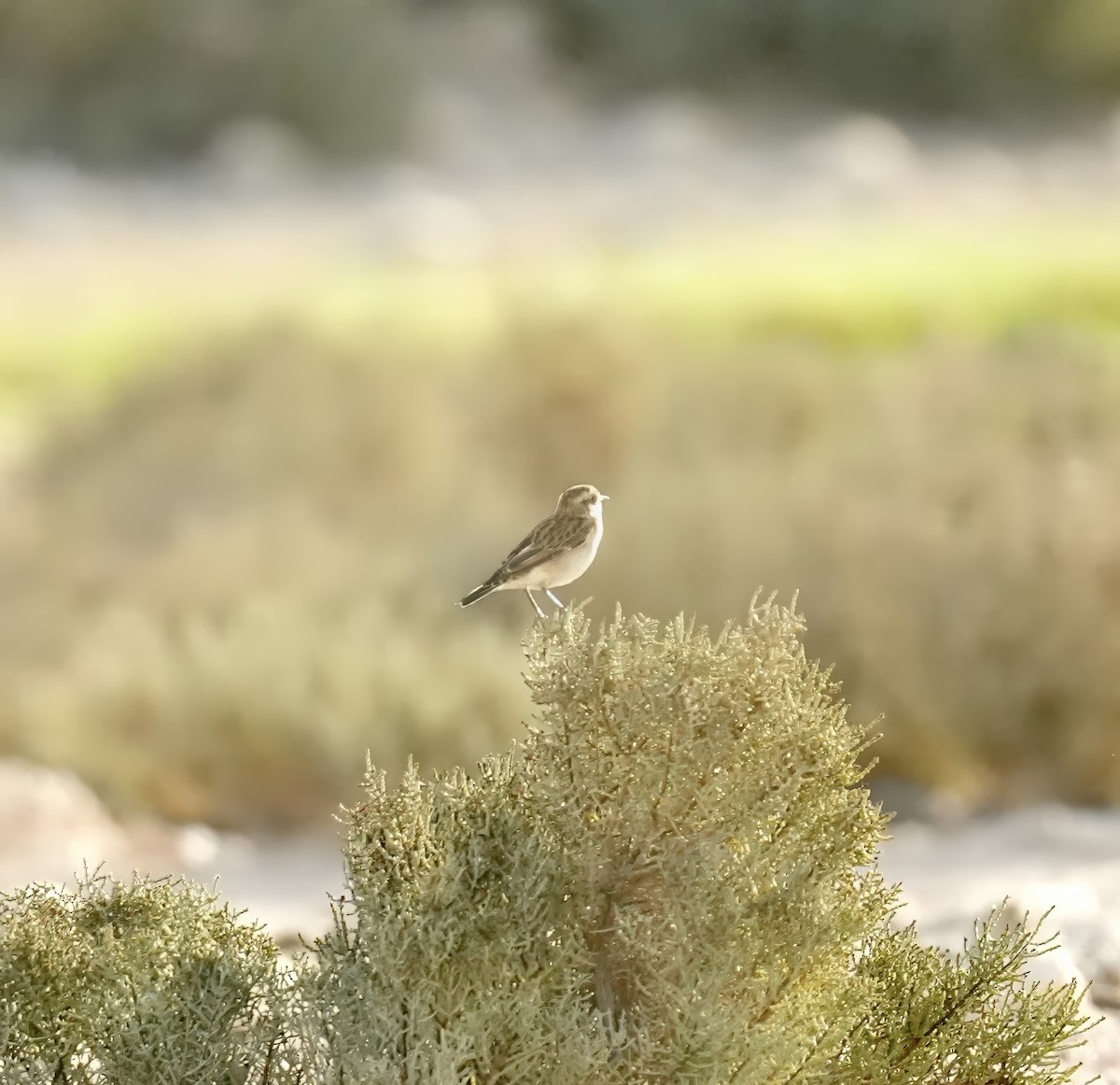 Whinchat - ML642848902