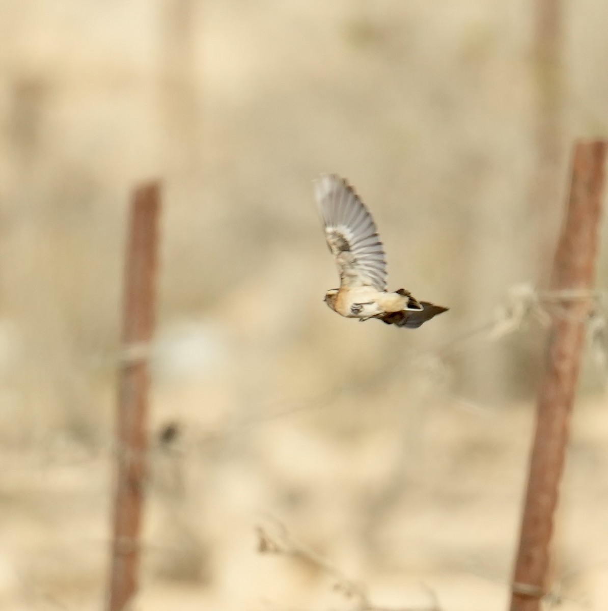 Whinchat - ML642848903