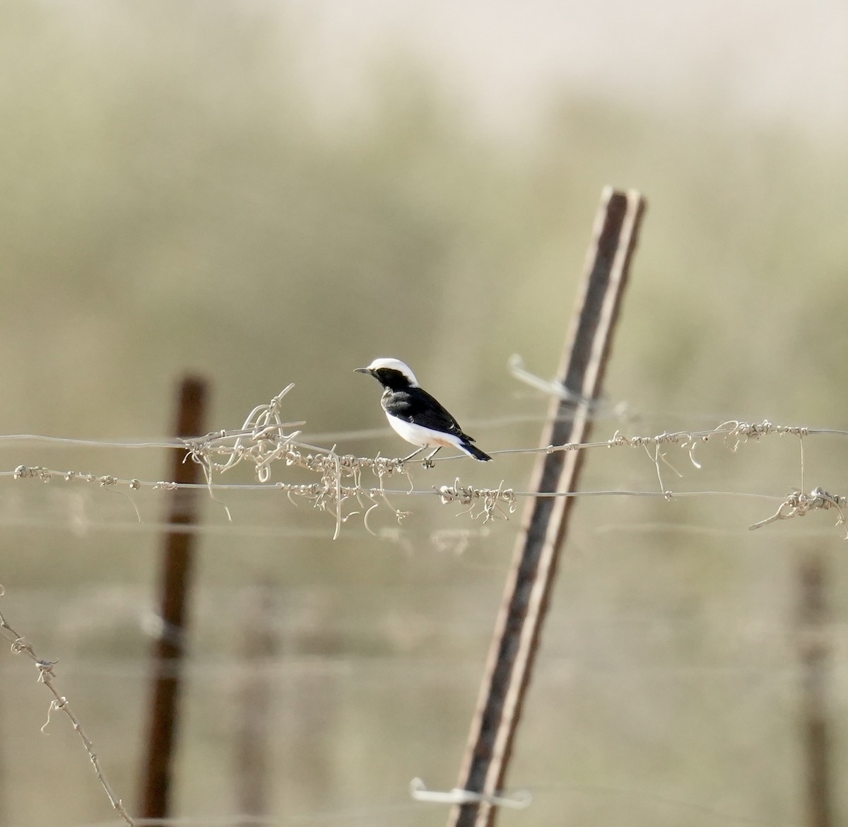 Mourning Wheatear - ML642848910