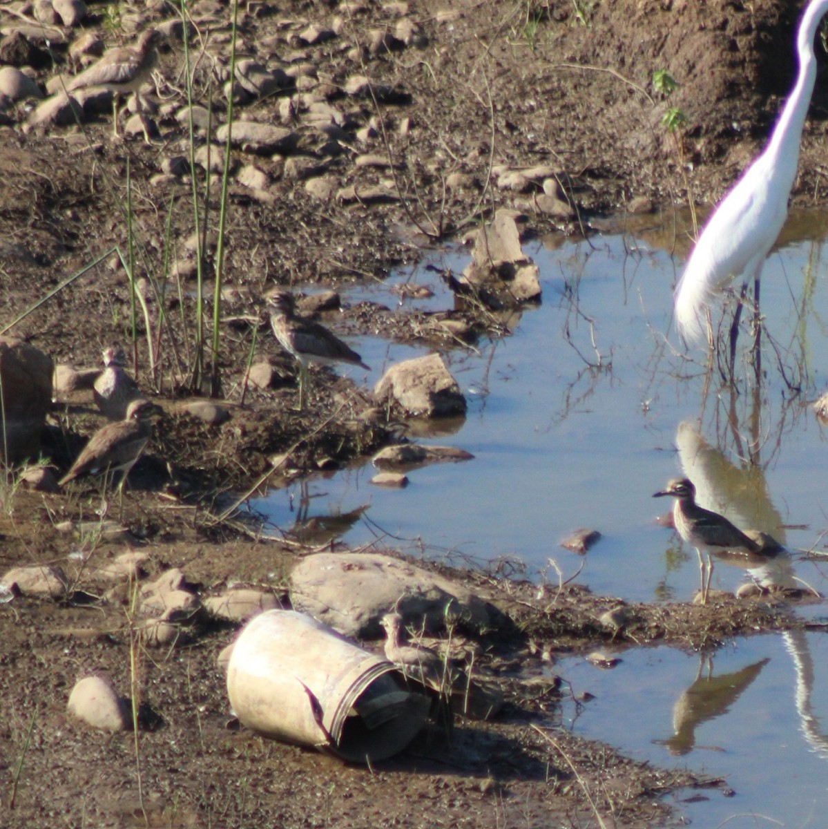 Water Thick-knee - ML642848913