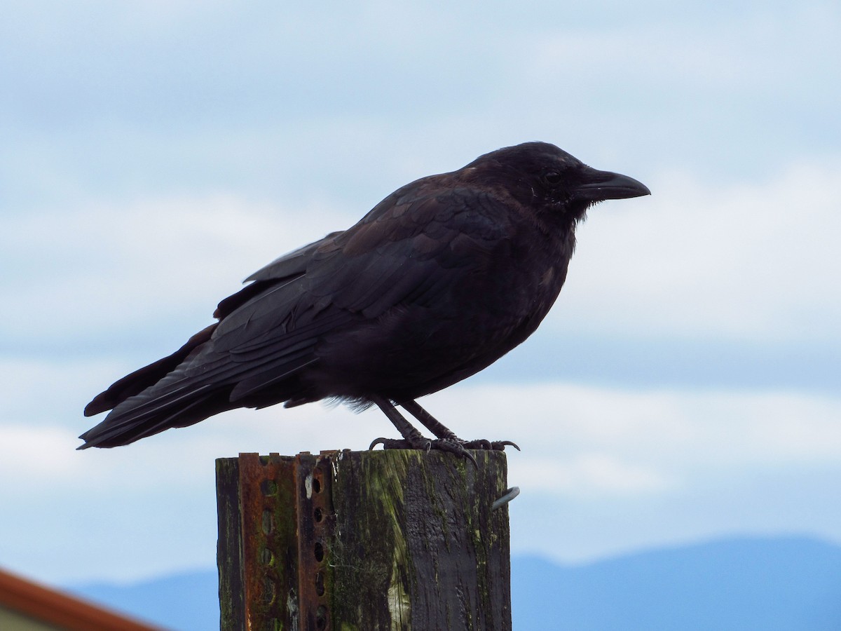 American Crow - ML642848921