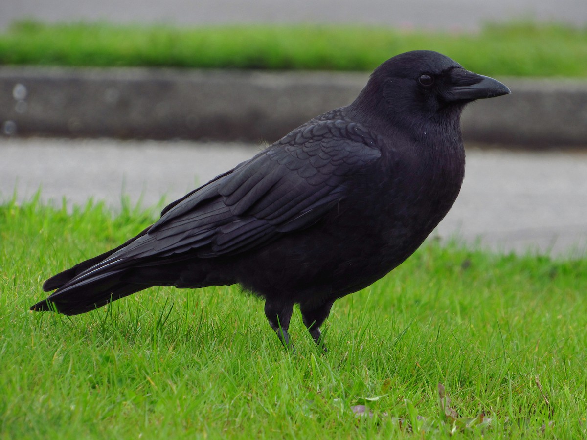 American Crow - ML642848922