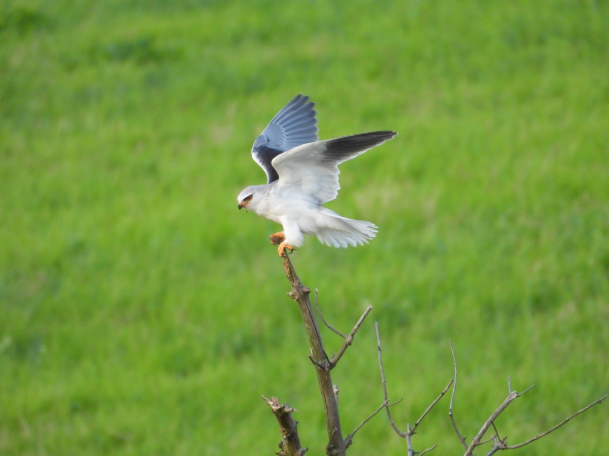 Black-winged Kite - ML642848924