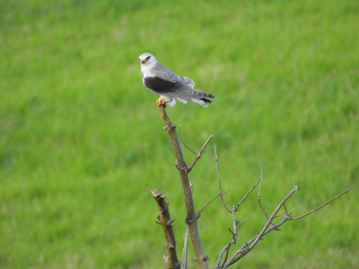 Black-winged Kite - ML642848925
