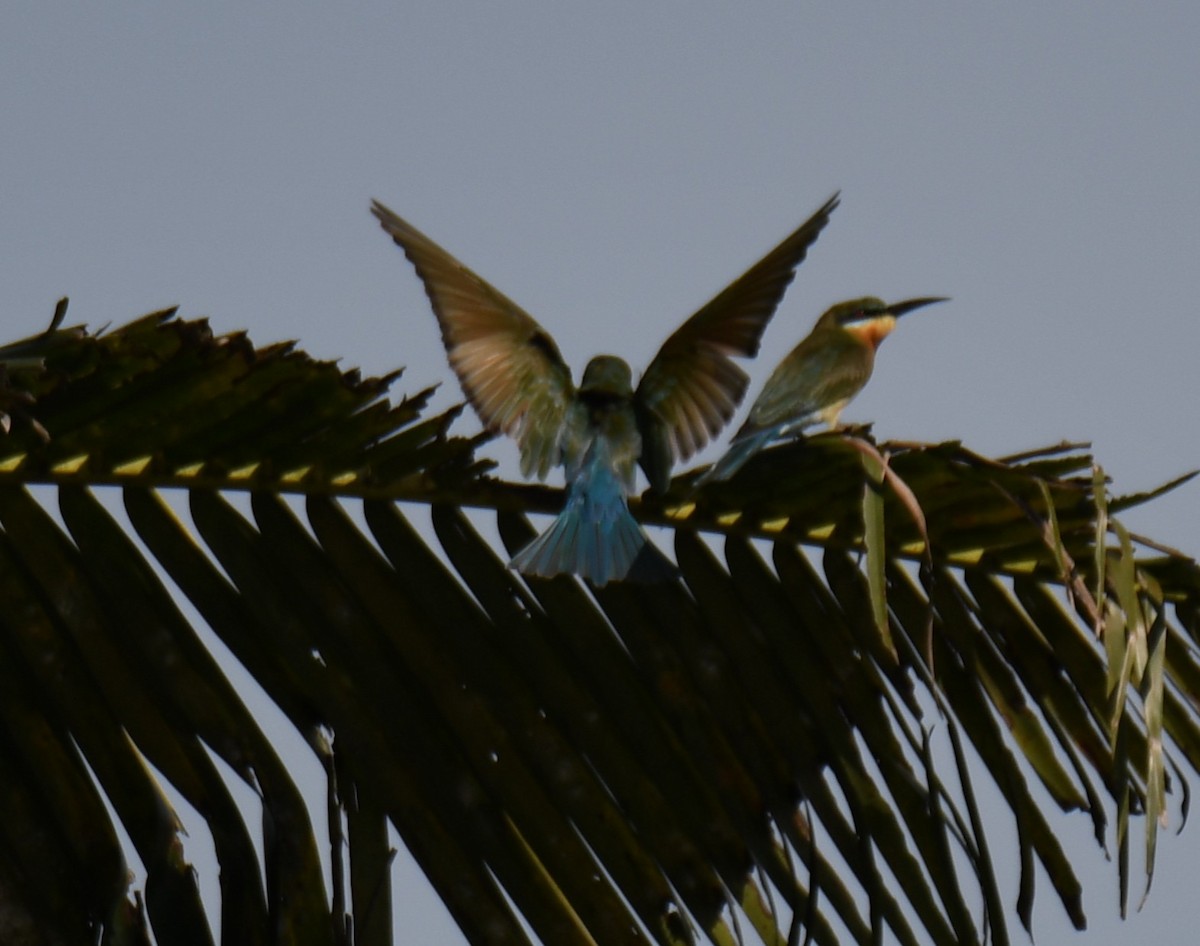 Blue-tailed Bee-eater - ML642848927