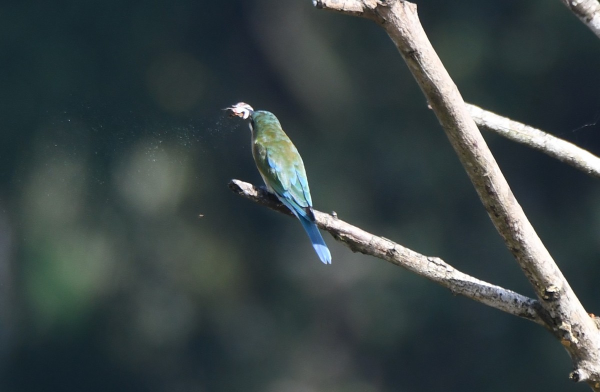 Blue-tailed Bee-eater - ML642848928