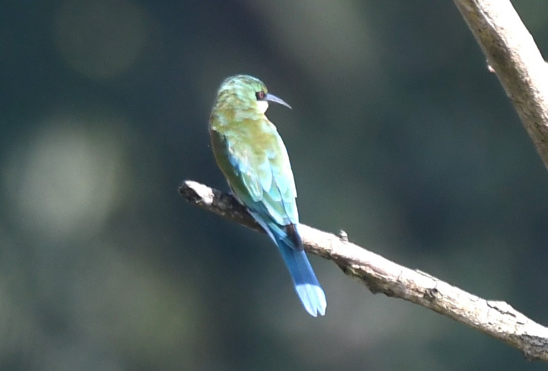 Blue-tailed Bee-eater - ML642848930