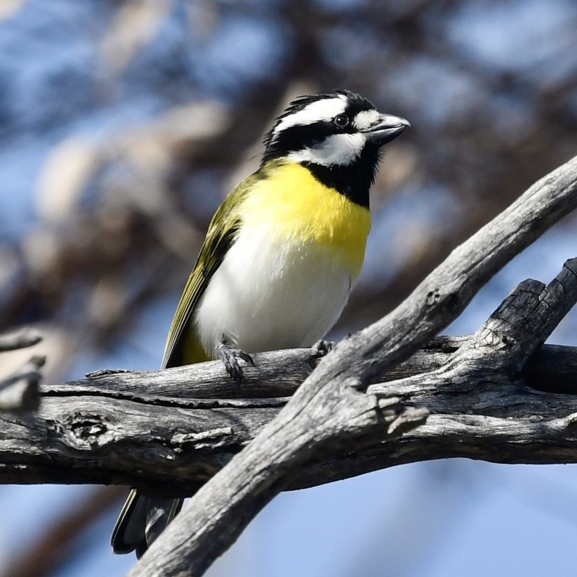 Western Shrike-tit - ML642848931