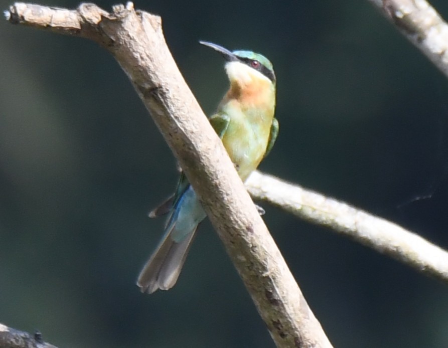 Blue-tailed Bee-eater - ML642848934
