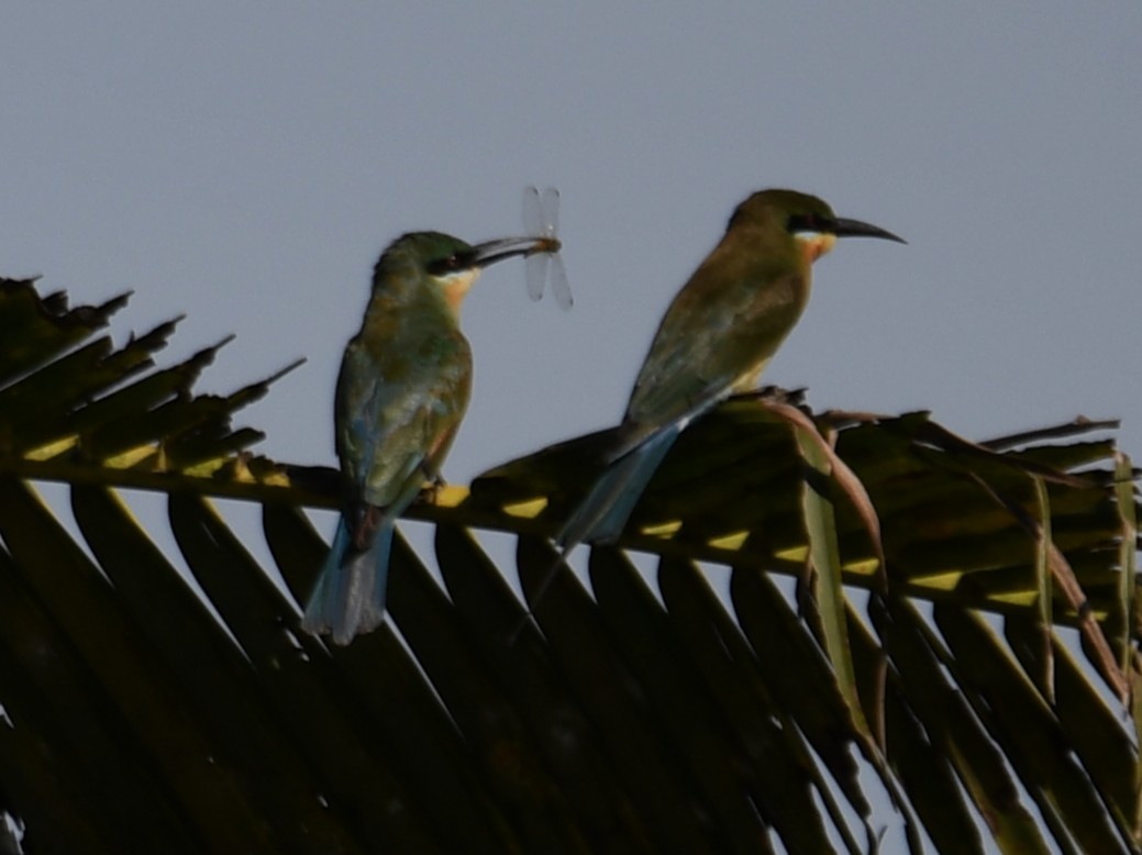 Blue-tailed Bee-eater - ML642848935