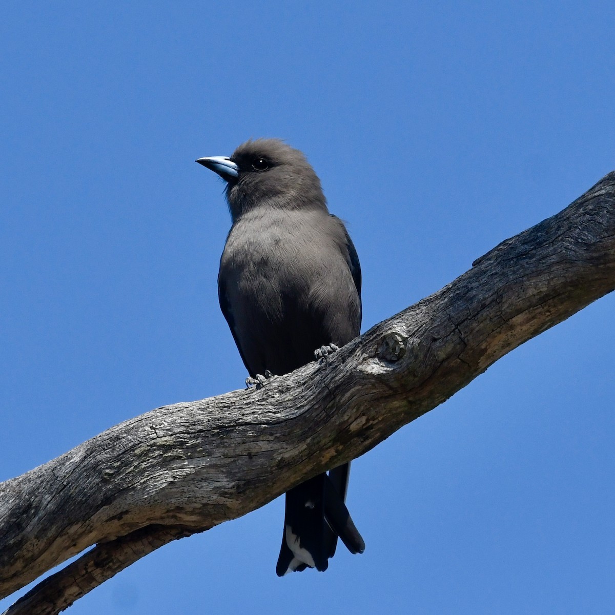 Dusky Woodswallow - ML642848936
