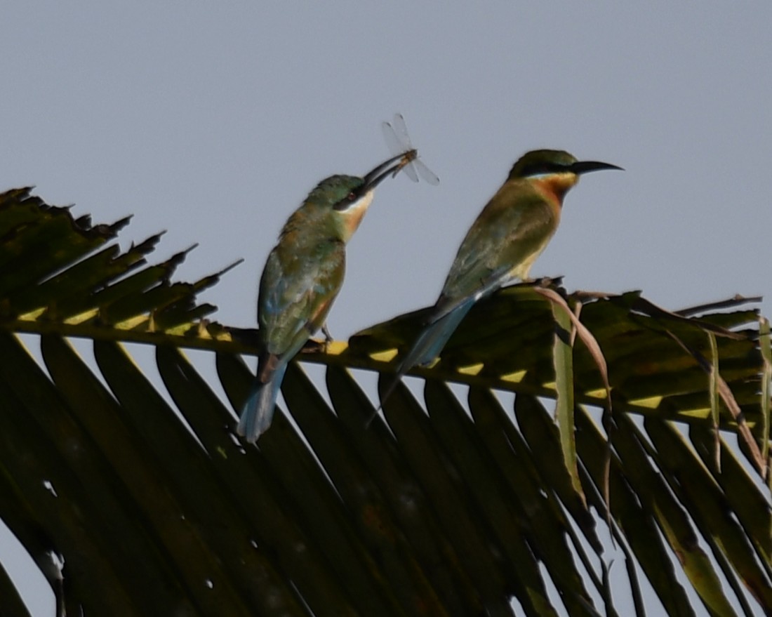 Blue-tailed Bee-eater - ML642848937