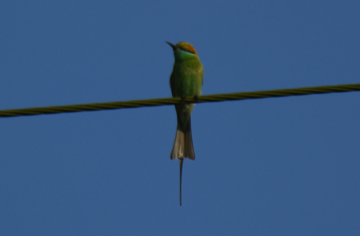 Asian Green Bee-eater - ML642848943