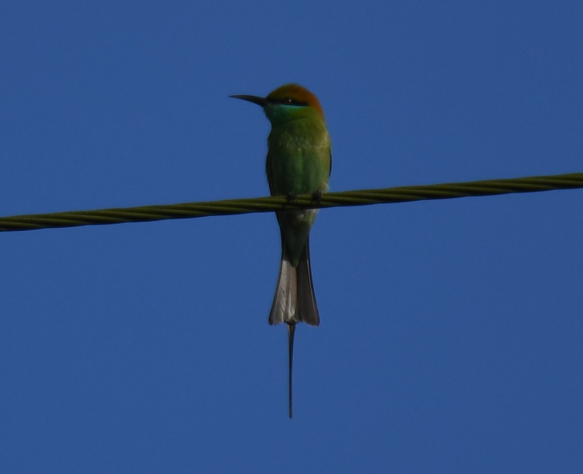 Asian Green Bee-eater - ML642848944