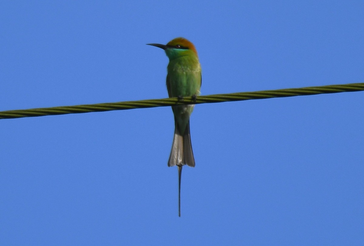 Asian Green Bee-eater - ML642848945