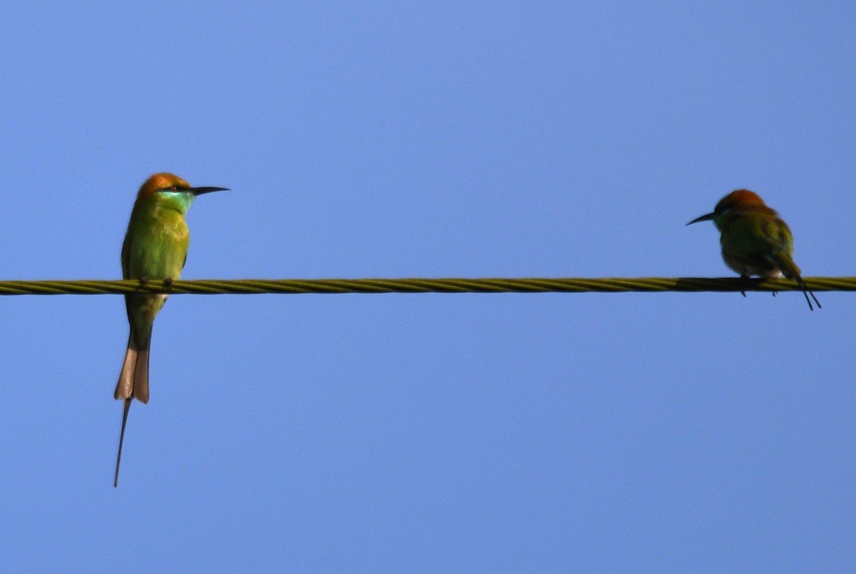 Asian Green Bee-eater - ML642848946