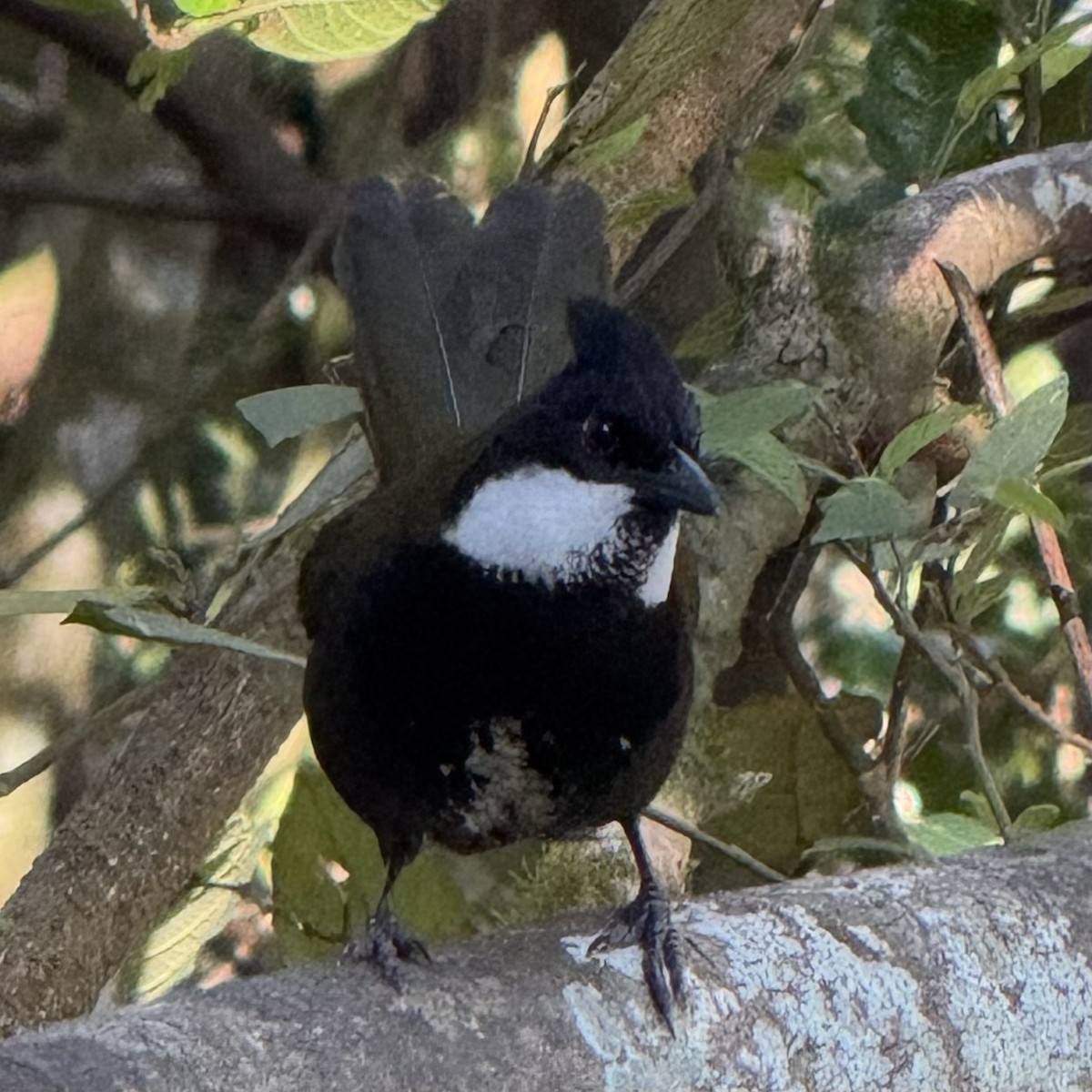 Eastern Whipbird - ML642848948