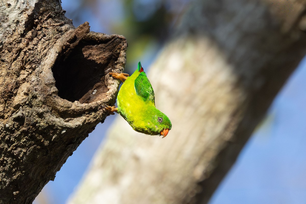 Yellow-throated Hanging-Parrot - ML642848949