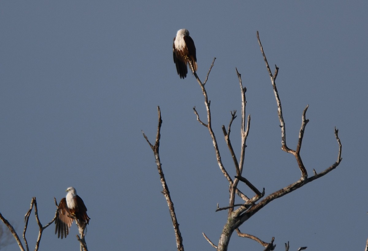 Brahminy Kite - ML642848952