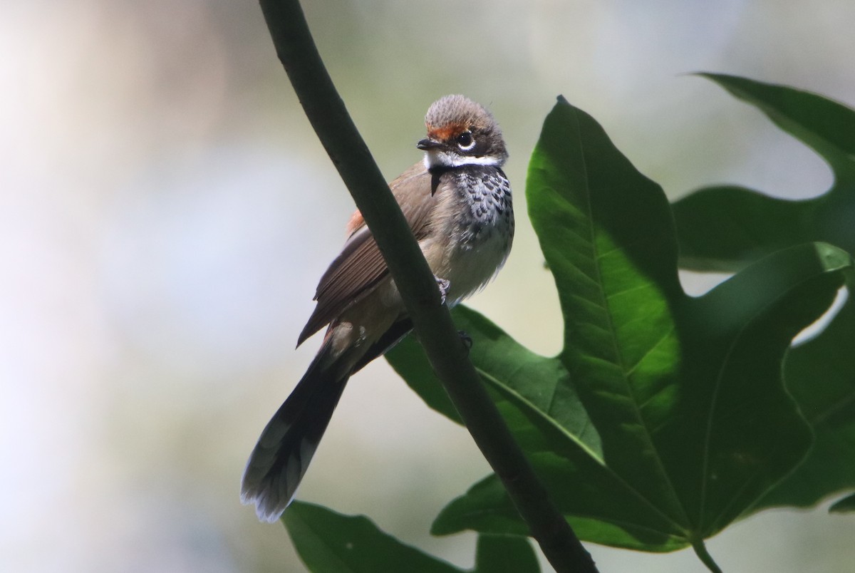 Australian Rufous Fantail - ML642848953