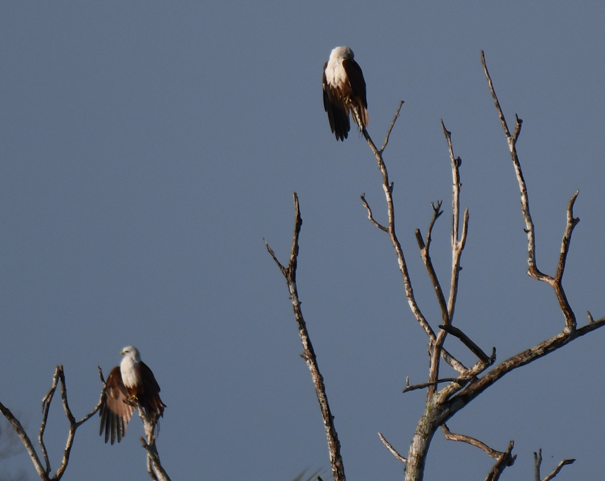Brahminy Kite - ML642848954