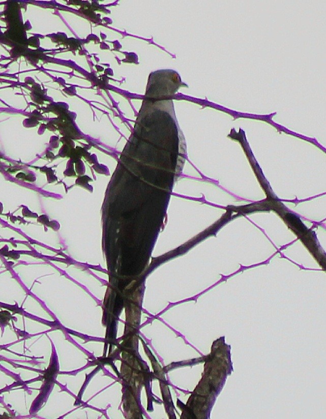 African Cuckoo-Hawk - ML642848959