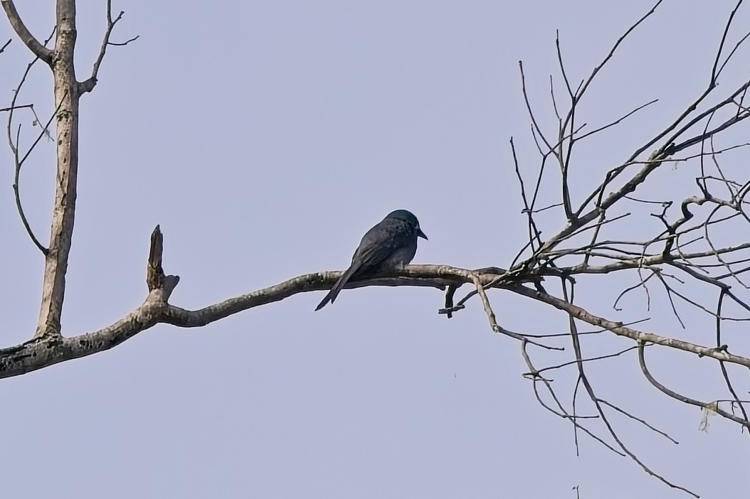 Ashy Drongo - ML642848960