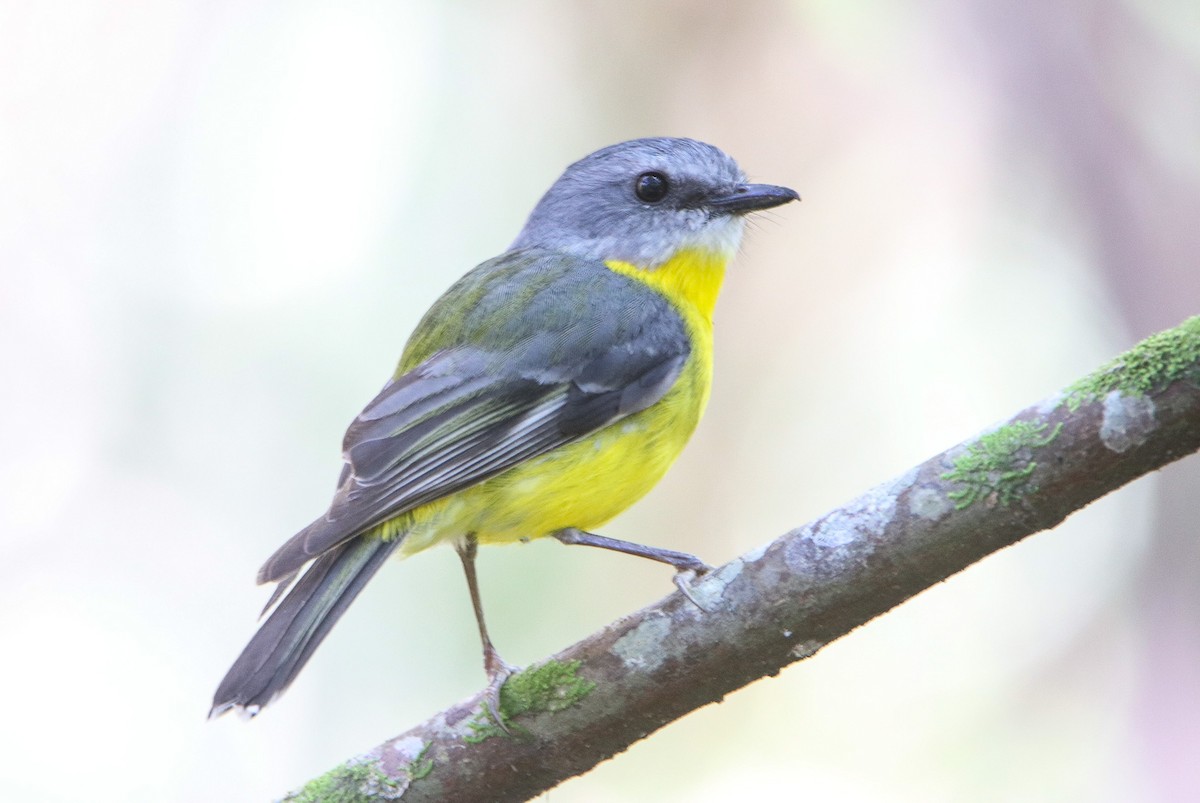 Eastern Yellow Robin - ML642848961