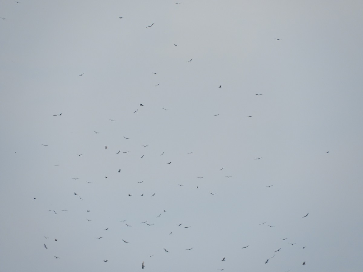 Turkey Vulture - ML642848963
