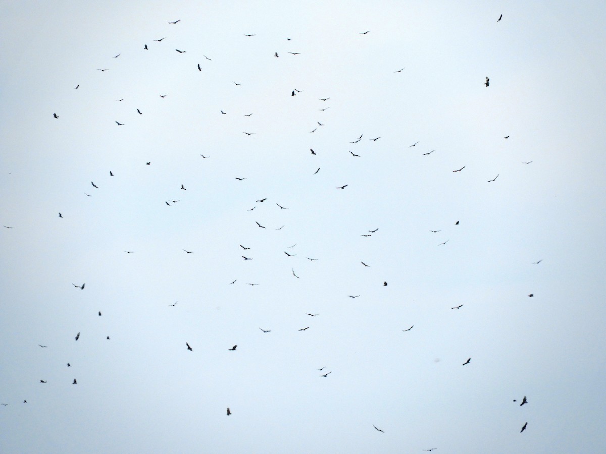 Turkey Vulture - ML642848964