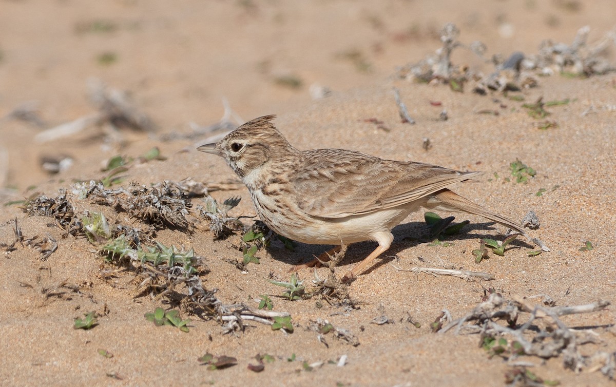 Thekla's Lark - ML642848965