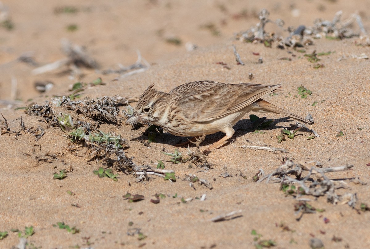 Thekla's Lark - ML642848966