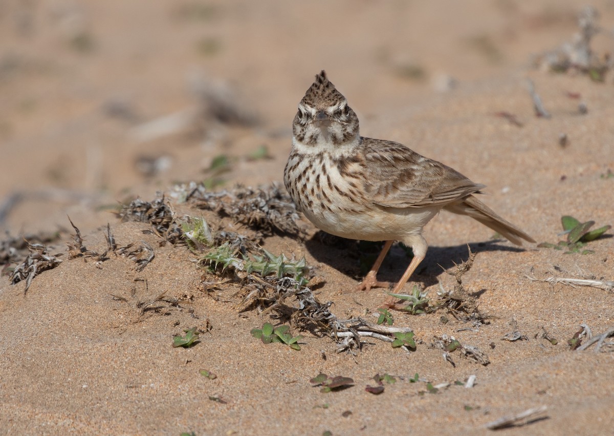 Thekla's Lark - ML642848967