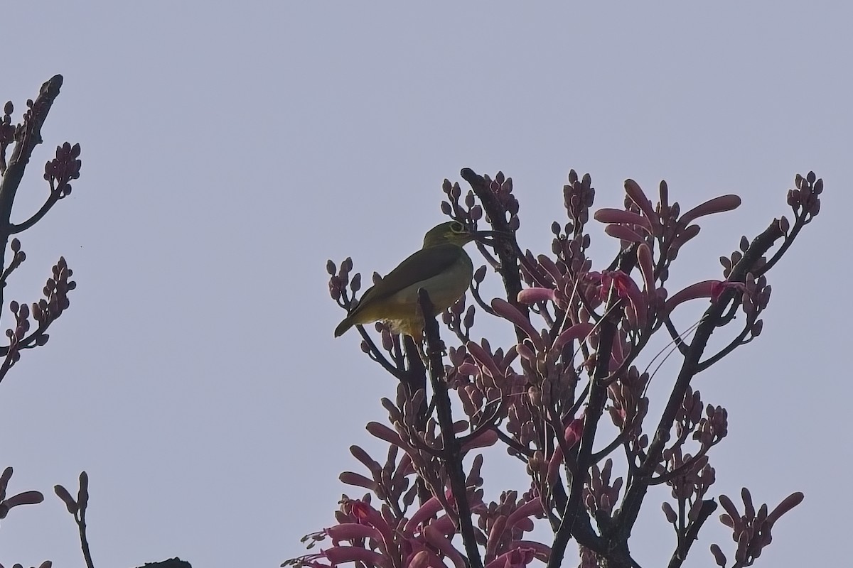 Spectacled Spiderhunter - ML642848968