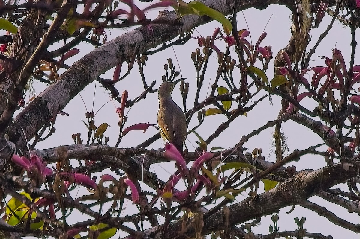 Spectacled Spiderhunter - ML642848969