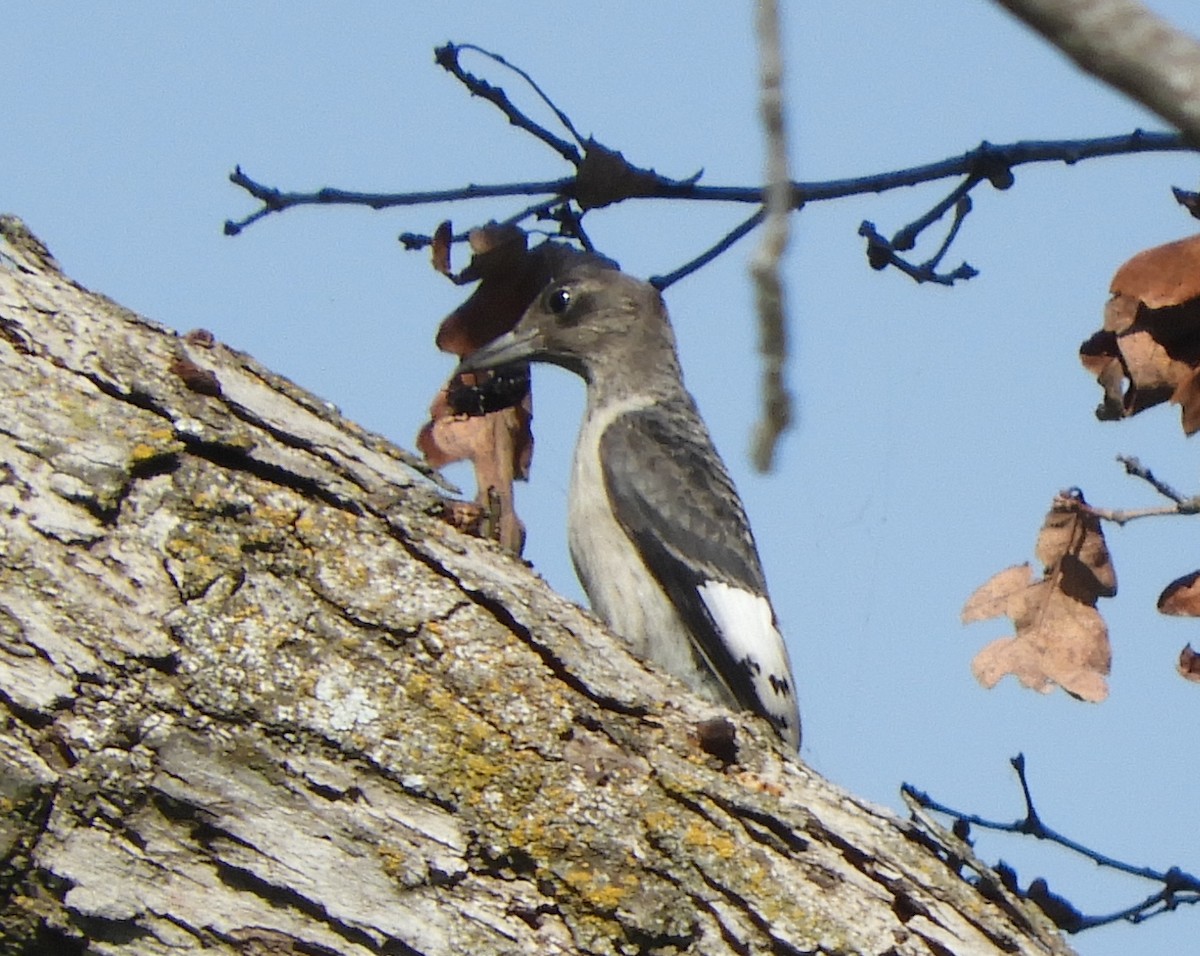 Red-headed Woodpecker - ML642848970