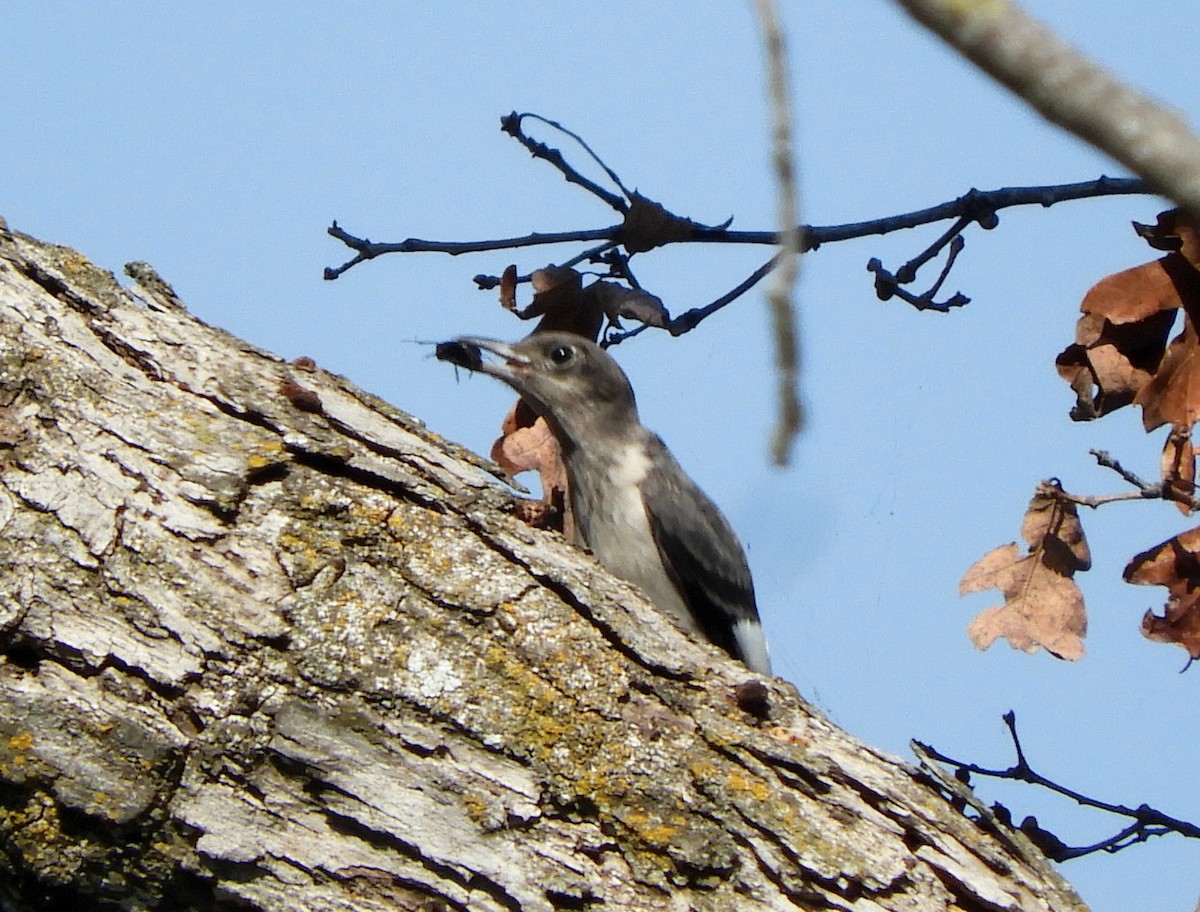 Red-headed Woodpecker - ML642848971