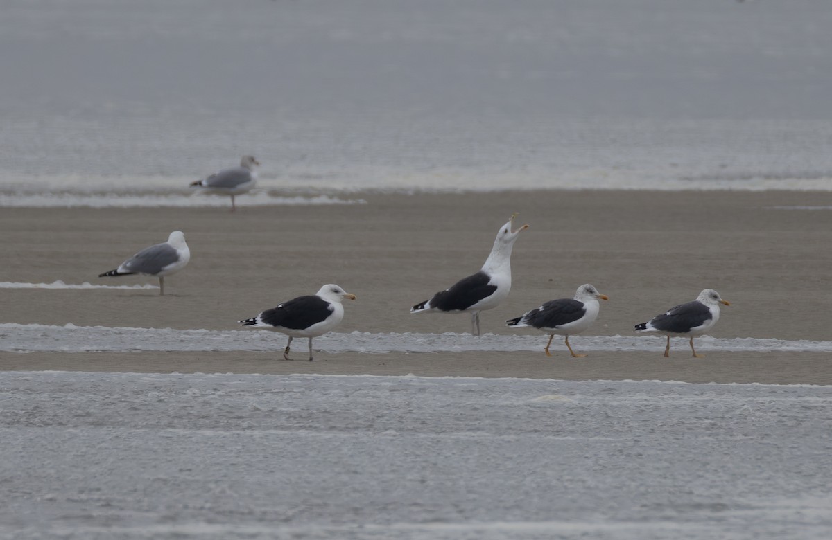 Great Black-backed Gull - ML642848988
