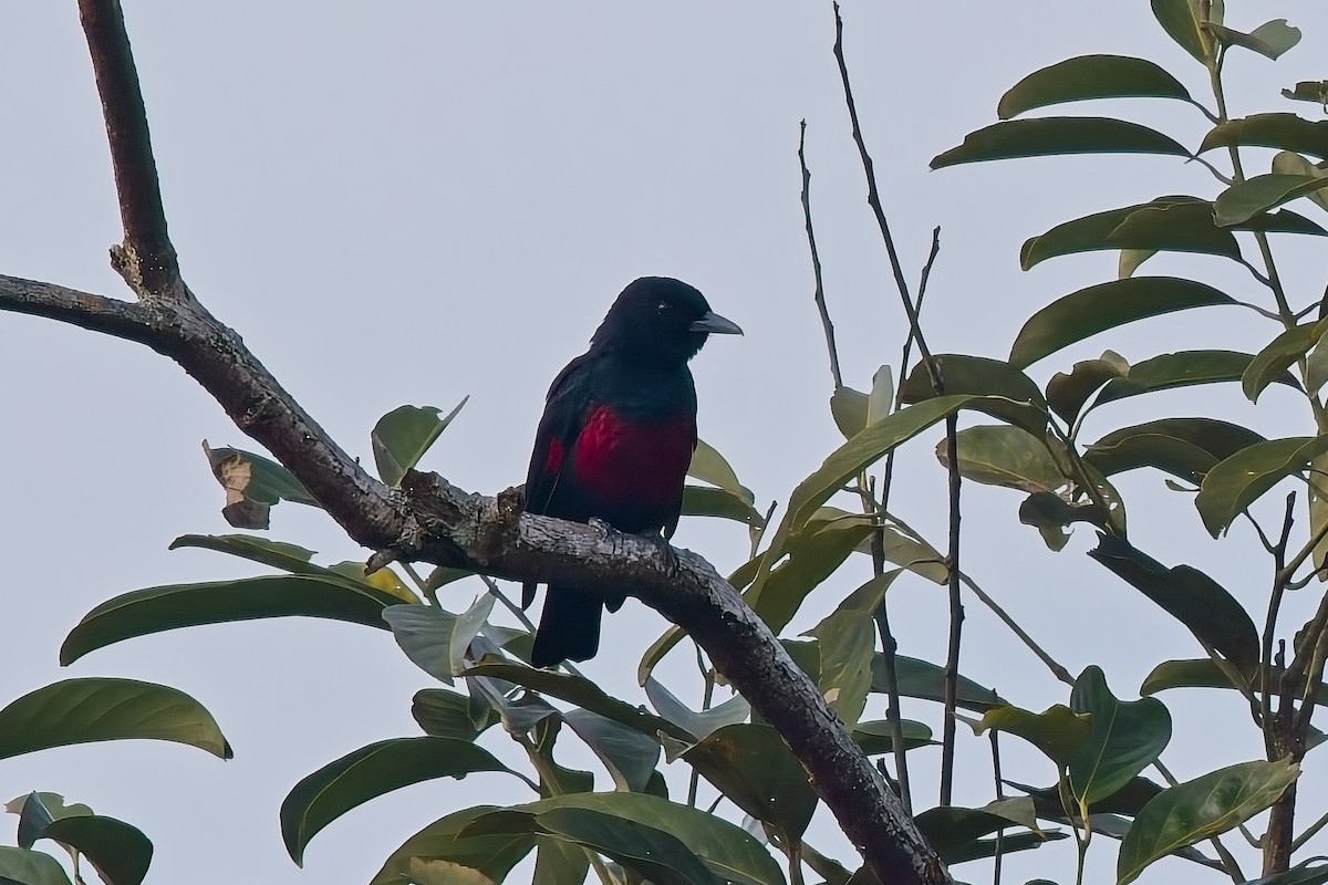 Black-and-crimson Oriole - ML642848989