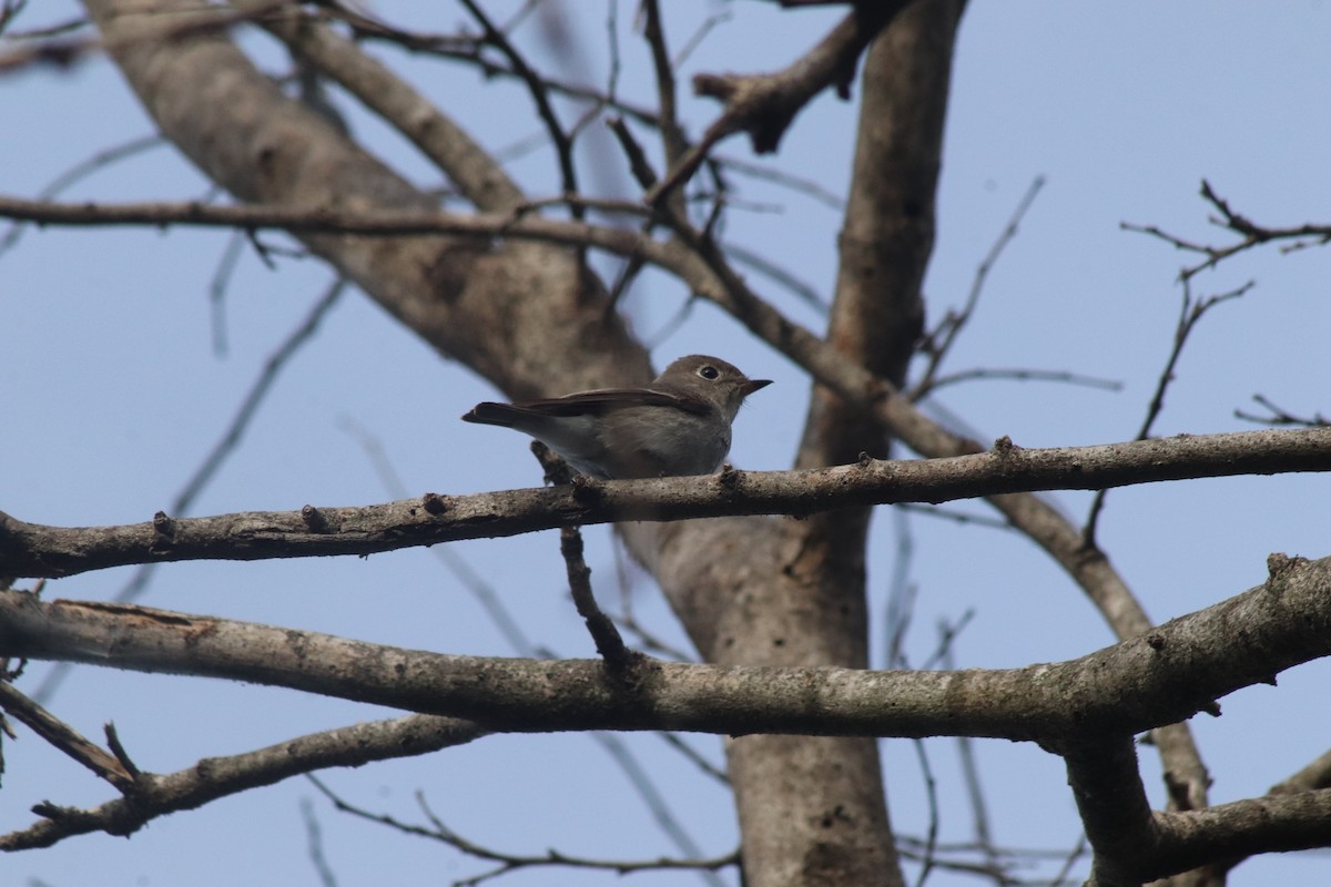 Asian Brown Flycatcher - ML642848996